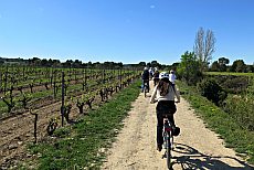 Cycling in the Vineyards of Penedès