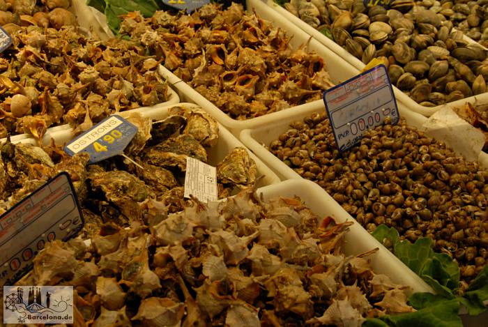 Alle Arten von Muscheln