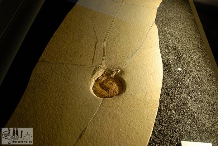 Versteinerte Schnecke und ihre Schleifspur