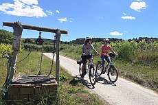 Wine and bike tour in the Penedès and Alella vineyards