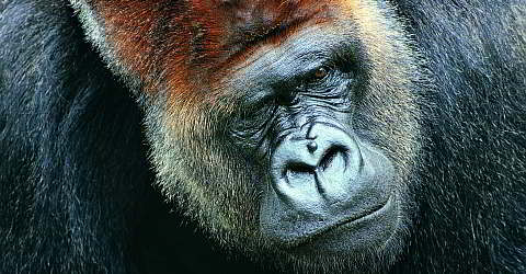 Schwerpunkt im Zoo von Barcelona sind die Primaten